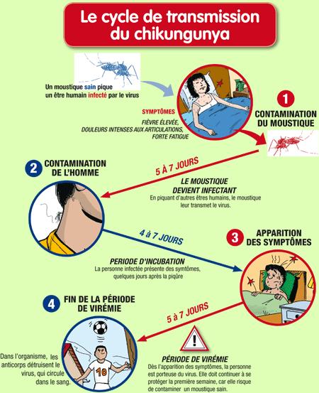Les moustiques, un rival bien gourmand