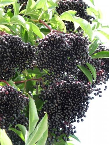 A bas les mûres ! P1080185-1.JPG