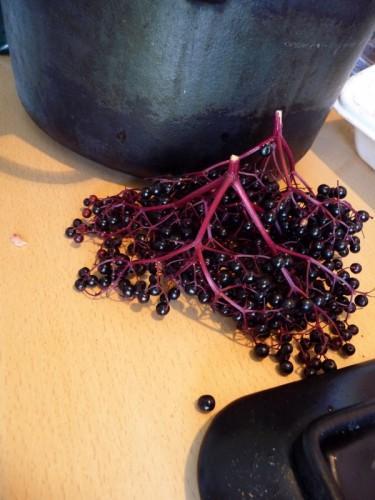 A bas les mûres ! P1080189.JPG