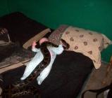 Un serpent sur un bébé