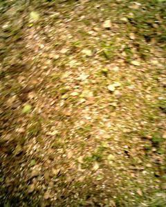 Septembre - Au fil du temps - Acrostiche - Véronique Dubois