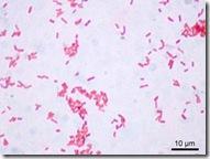 Bactéries Gram négatif (Wikipedia)