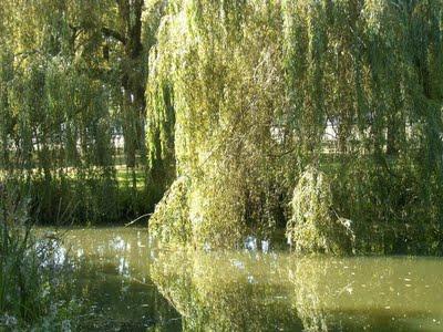 et puis, pluie d'été...