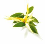 ylang