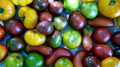 Le 15 AOUT c'est AIOLI