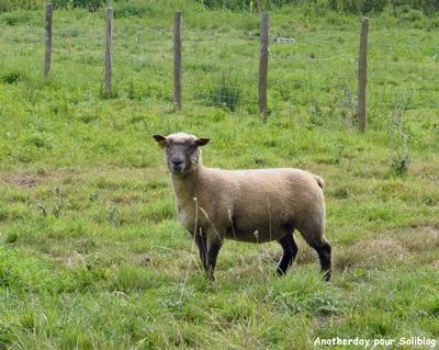 Les moutons du Moulin sont de retour sur Soliblog - Clic clic clic