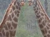 “Les vacances l’amour”