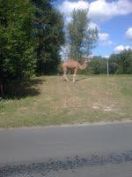 Visite de la forêt interdite