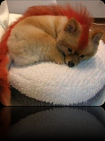 firefox