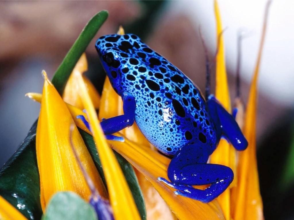 Histoire Du Scorpion Et De La Grenouille Le Scorpion et la Grenouille. - Paperblog