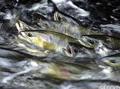 Fleuve Fraser Jusqu’à onze millions saumons rouges portés disparus