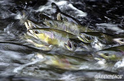 Fleuve Fraser – Jusqu’à onze millions de saumons rouges portés disparus