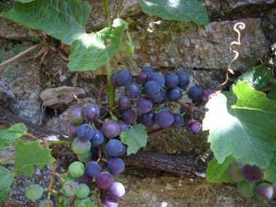 Mire d'été 2 : la grappe de raisin