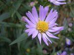 Aster detail