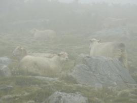 Moutons dans la brume