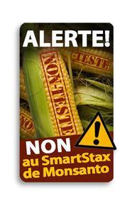 Maïs OGM SmartStax = super profit pour Monsanto