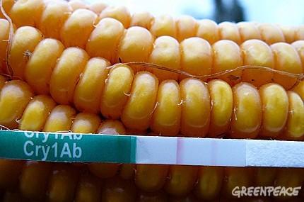 Annulation du décret OGM : Greenpeace demande plus de transparence.