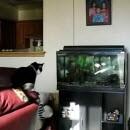 Chat saute sur un aquarium