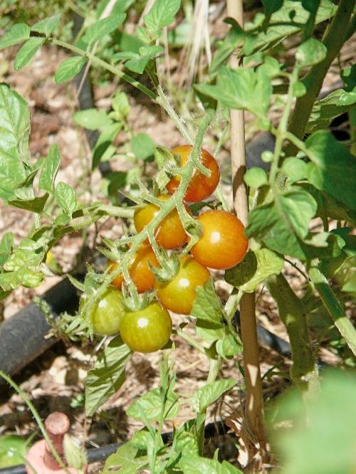 Journal du 21 juin 2009 : 1ères tomates avec l'été !...