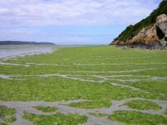 Depot-d-algues-vertes-sur-l-estran.jpg