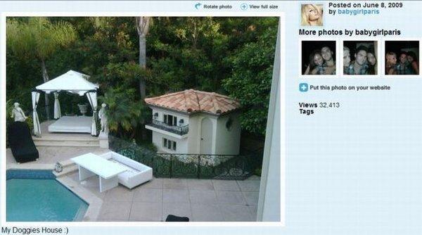 Paris Hilton et ses chiens.
