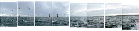 Vols de fous de bassans au passage du phare de la Vieille dans le raz de Sein