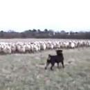 Moutons vs Rottweiler