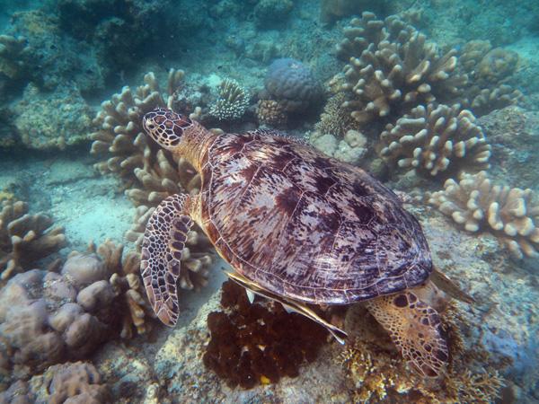 Les merveilles sous-marines de Sipadan