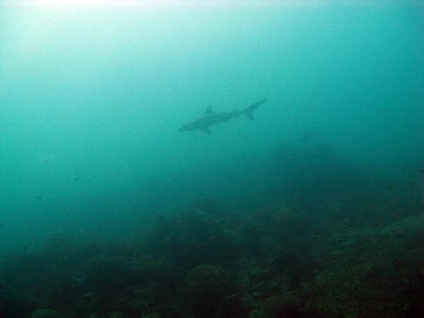 Les merveilles sous-marines de Sipadan