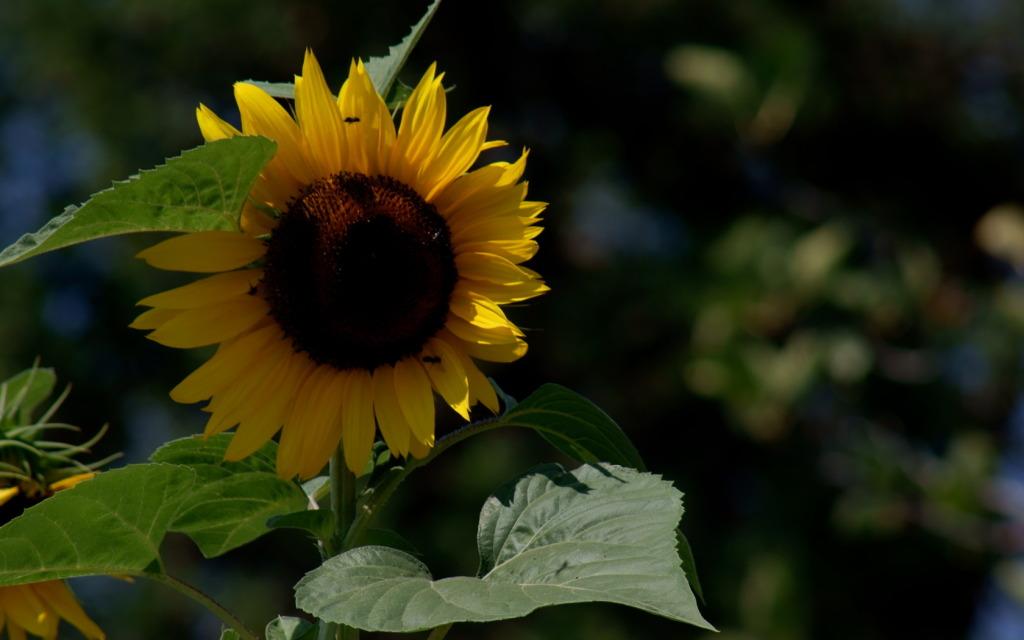Wallpaper de tournesol