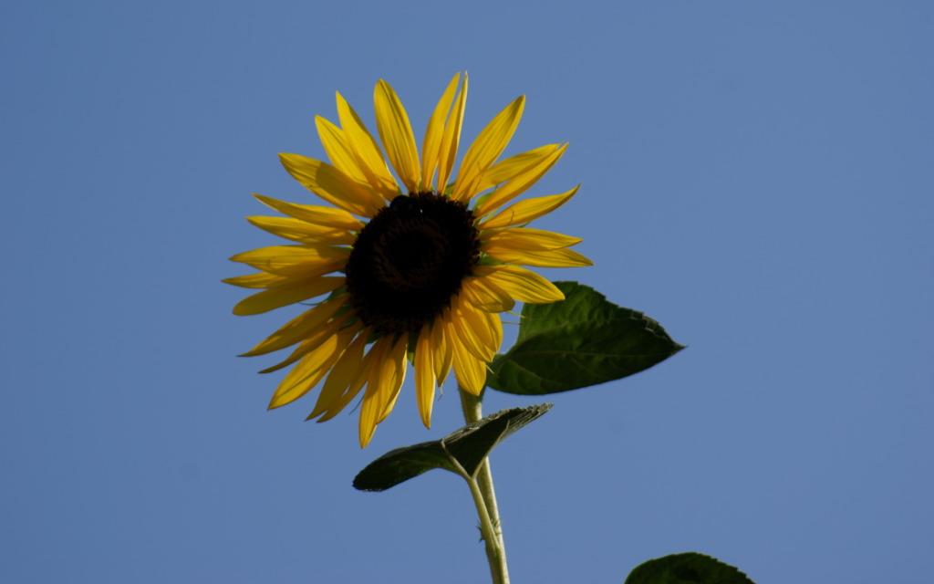 Wallpaper de tournesol