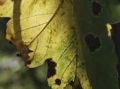 Fonds d'écran Lumières d'automne (1920x1200)