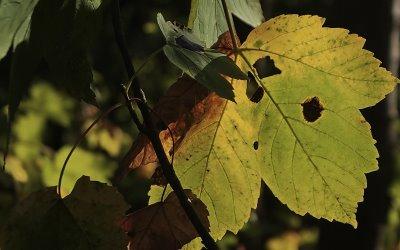 Fonds d'écran - Lumières d'automne (1920x1200)