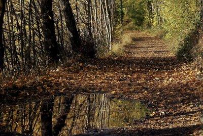 Sous-bois en automne