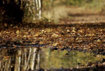 Sous-bois en automne