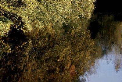 Sous-bois en automne