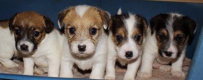 Hutch (jack russell terrier) a un mois