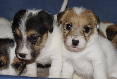 Hutch (jack russell terrier) a un mois