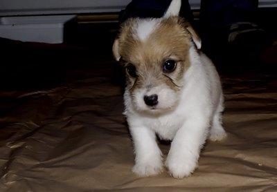 Hutch (jack russell terrier) a un mois