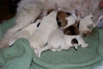 Les chiots de Fleurs - Fleur's Puppies