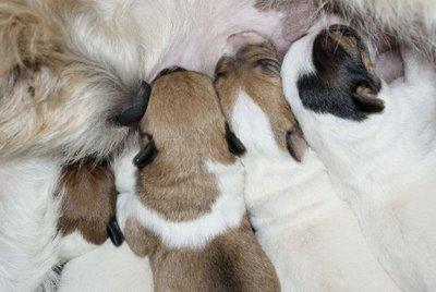 Les chiots de Fleurs - Fleur's Puppies