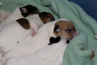 Les chiots de Fleurs - Fleur's Puppies