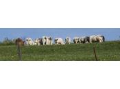 Header pour site blog bucolique