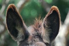 “Le Groupe E promet 2000 francs par kw/h de puissance installés”