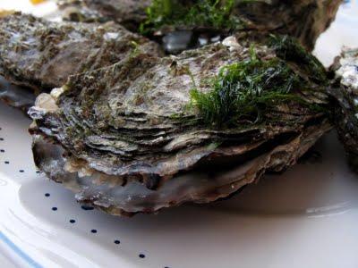 Huîtres à même les rochers