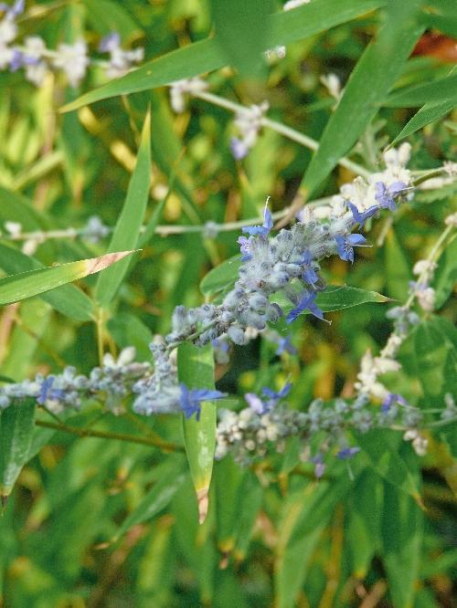 Photos du Jardin au 26 août 2009 ; mois canniculaire !