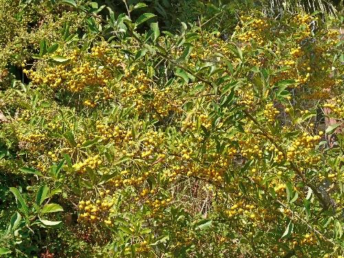 Photos du Jardin au 26 août 2009 ; mois canniculaire !