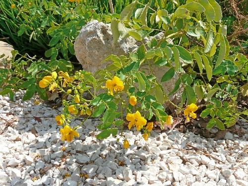 Photos du Jardin au 26 août 2009 ; mois canniculaire !