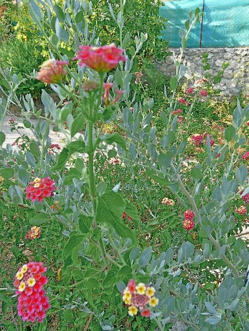 Photos du Jardin au 26 août 2009 ; mois canniculaire !