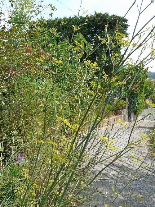 Photos du Jardin au 26 août 2009 ; mois canniculaire !